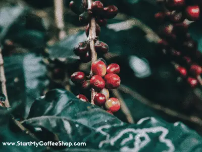 How to Choose the Best Wholesale Coffee Beans for Your Coffee Shop - www.StartMyCoffeeShop.com